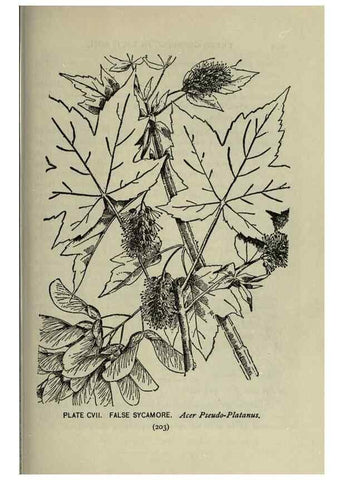 Reproducción/Reproduction 8434872341: A guide to the trees;. New YorkF.A. Stokes[c1900]