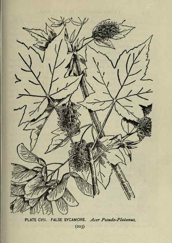 Reproducción/Reproduction 8434872341: A guide to the trees;. New YorkF.A. Stokes[c1900]