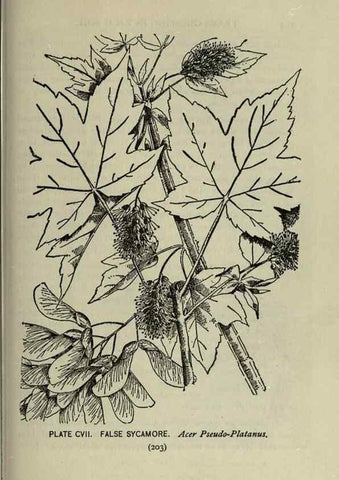 Reproducción/Reproduction 8434872341: A guide to the trees;. New YorkF.A. Stokes[c1900]