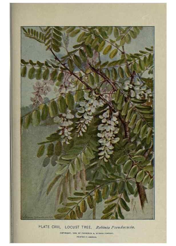 Reproducción/Reproduction 8434872805: A guide to the trees;. New YorkF.A. Stokes[c1900]