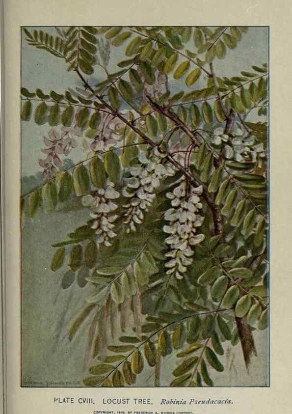 Reproducción/Reproduction 8434872805: A guide to the trees;. New YorkF.A. Stokes[c1900]