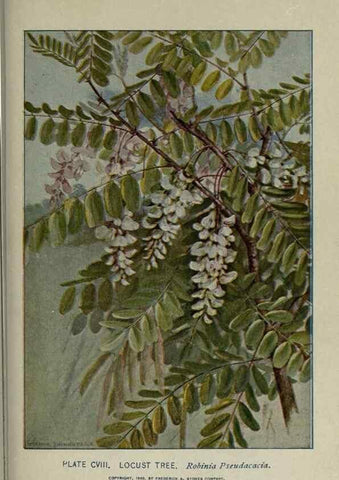 Reproducción/Reproduction 8434872805: A guide to the trees;. New YorkF.A. Stokes[c1900]