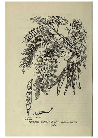 Reproducción/Reproduction 8435957860: A guide to the trees;. New YorkF.A. Stokes[c1900]