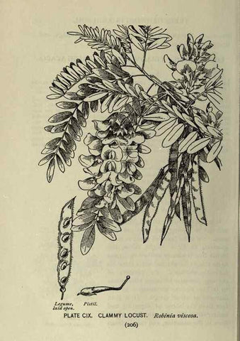 Reproducción/Reproduction 8435957860: A guide to the trees;. New YorkF.A. Stokes[c1900]