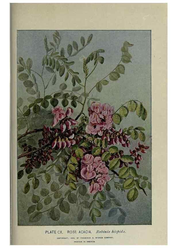 Reproducción/Reproduction 8435958256: A guide to the trees;. New YorkF.A. Stokes[c1900]