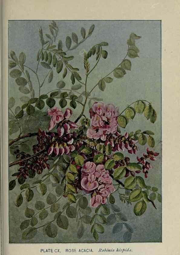 Reproducción/Reproduction 8435958256: A guide to the trees;. New YorkF.A. Stokes[c1900]