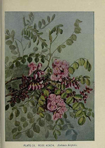 Reproducción/Reproduction 8435958256: A guide to the trees;. New YorkF.A. Stokes[c1900]