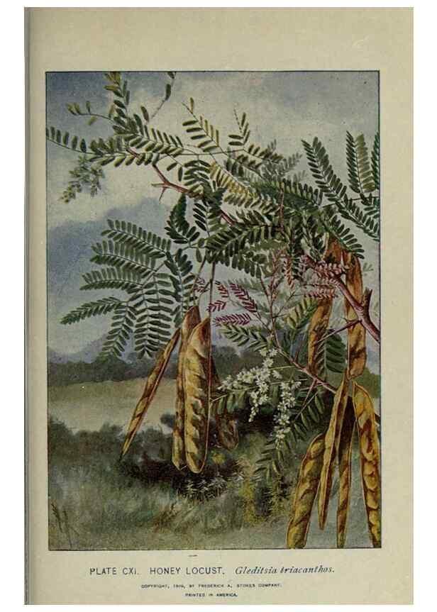 Reproducción/Reproduction 8435958694: A guide to the trees;. New YorkF.A. Stokes[c1900]