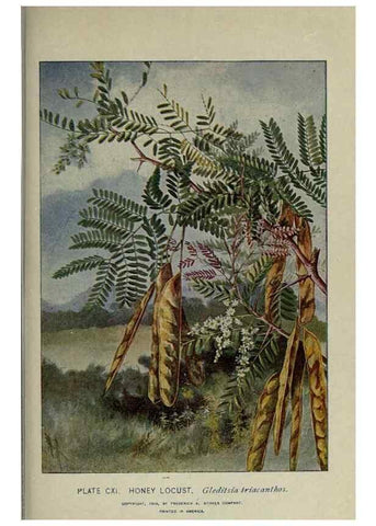 Reproducción/Reproduction 8435958694: A guide to the trees;. New YorkF.A. Stokes[c1900]