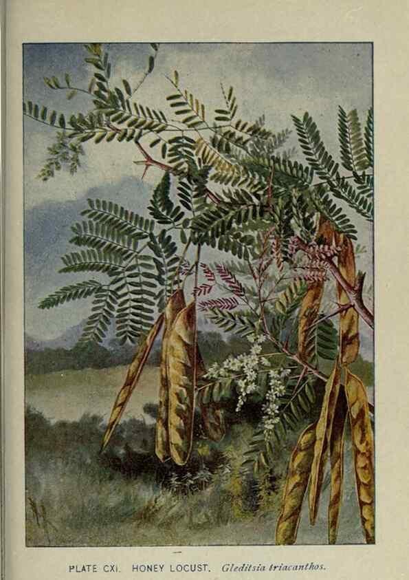 Reproducción/Reproduction 8435958694: A guide to the trees;. New YorkF.A. Stokes[c1900]