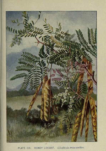 Reproducción/Reproduction 8435958694: A guide to the trees;. New YorkF.A. Stokes[c1900]