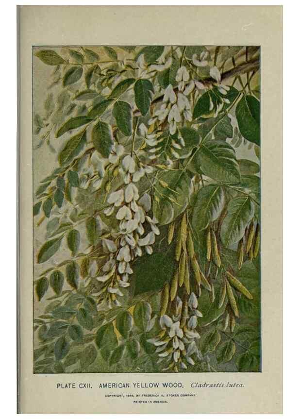 Reproducción/Reproduction 8435959152: A guide to the trees;. New YorkF.A. Stokes[c1900]