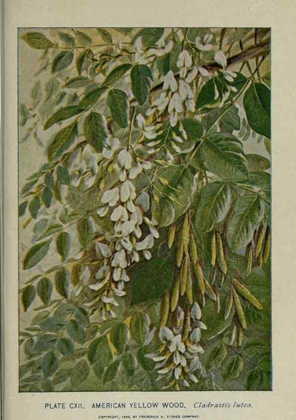 Reproducción/Reproduction 8435959152: A guide to the trees;. New YorkF.A. Stokes[c1900]