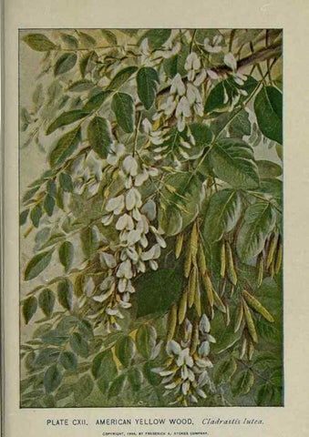 Reproducción/Reproduction 8435959152: A guide to the trees;. New YorkF.A. Stokes[c1900]