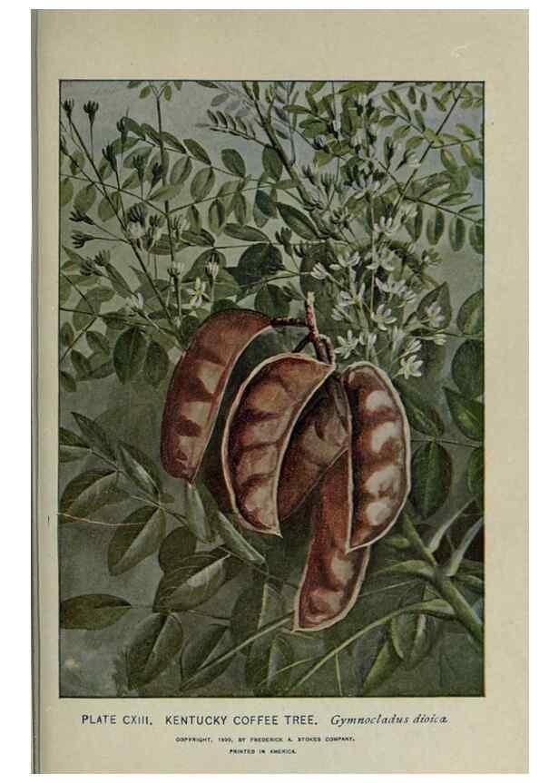 Reproducción/Reproduction 8435959612: A guide to the trees;. New YorkF.A. Stokes[c1900]