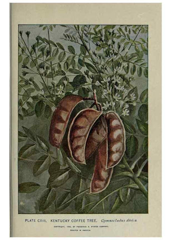 Reproducción/Reproduction 8435959612: A guide to the trees;. New YorkF.A. Stokes[c1900]
