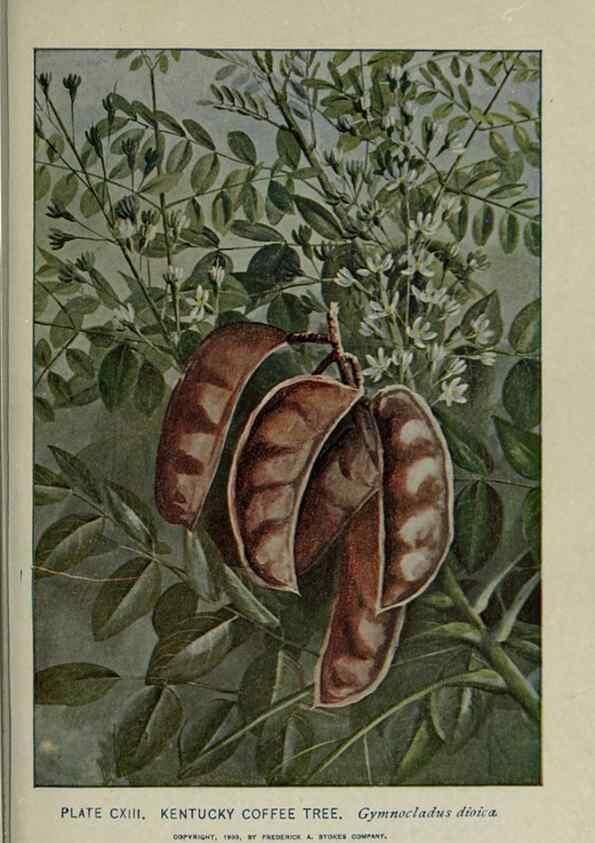 Reproducción/Reproduction 8435959612: A guide to the trees;. New YorkF.A. Stokes[c1900]