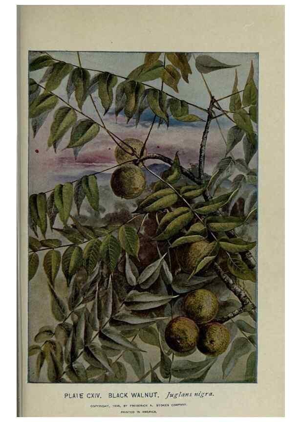 Reproducción/Reproduction 8434875659: A guide to the trees;. New YorkF.A. Stokes[c1900]