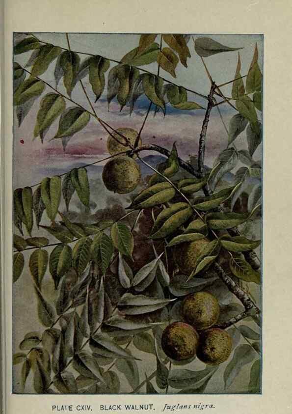 Reproducción/Reproduction 8434875659: A guide to the trees;. New YorkF.A. Stokes[c1900]