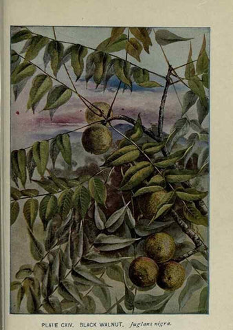 Reproducción/Reproduction 8434875659: A guide to the trees;. New YorkF.A. Stokes[c1900]