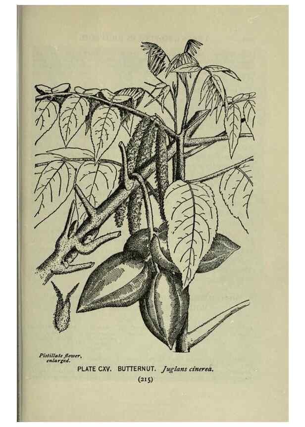 Reproducción/Reproduction 8434876043: A guide to the trees;. New YorkF.A. Stokes[c1900]