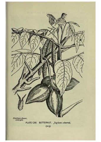 Reproducción/Reproduction 8434876043: A guide to the trees;. New YorkF.A. Stokes[c1900]
