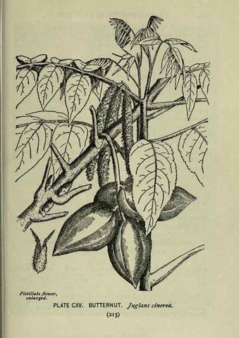 Reproducción/Reproduction 8434876043: A guide to the trees;. New YorkF.A. Stokes[c1900]
