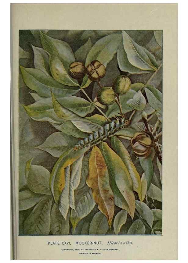 Reproducción/Reproduction 8435960866: A guide to the trees;. New YorkF.A. Stokes[c1900]