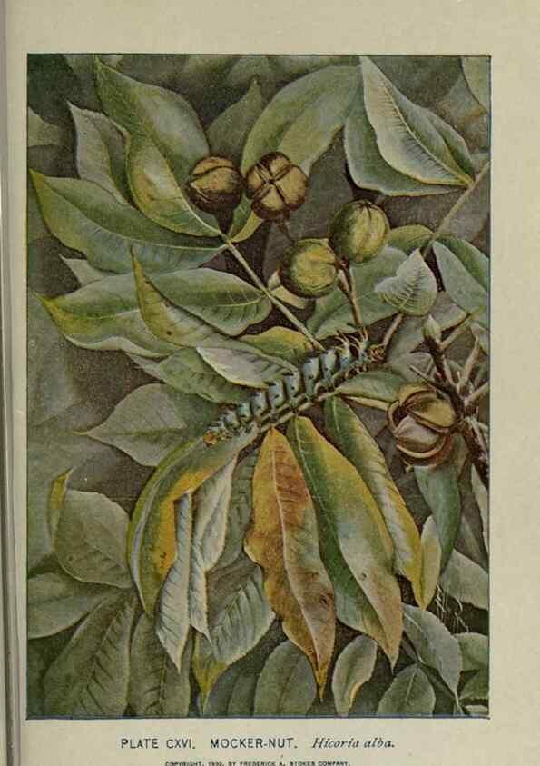 Reproducción/Reproduction 8435960866: A guide to the trees;. New YorkF.A. Stokes[c1900]