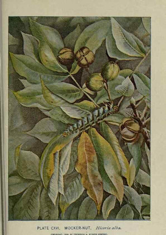 Reproducción/Reproduction 8435960866: A guide to the trees;. New YorkF.A. Stokes[c1900]