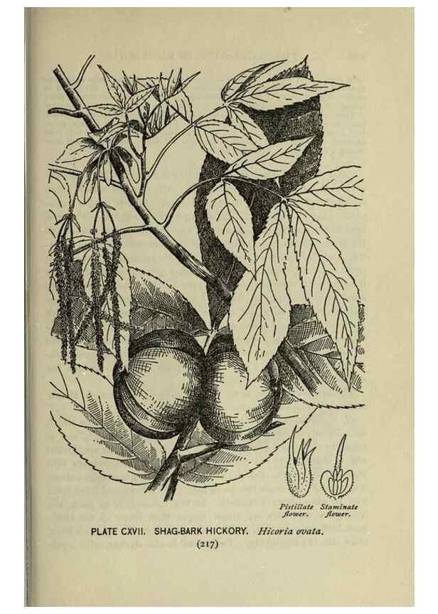 Reproducción/Reproduction 8435961394: A guide to the trees;. New YorkF.A. Stokes[c1900]
