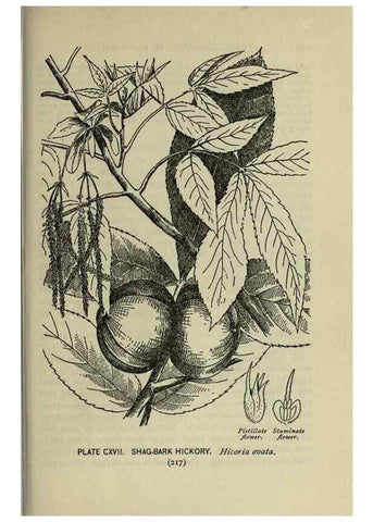Reproducción/Reproduction 8435961394: A guide to the trees;. New YorkF.A. Stokes[c1900]