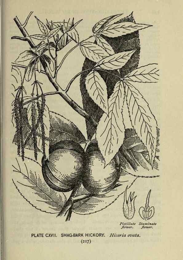 Reproducción/Reproduction 8435961394: A guide to the trees;. New YorkF.A. Stokes[c1900]