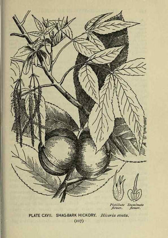 Reproducción/Reproduction 8435961394: A guide to the trees;. New YorkF.A. Stokes[c1900]