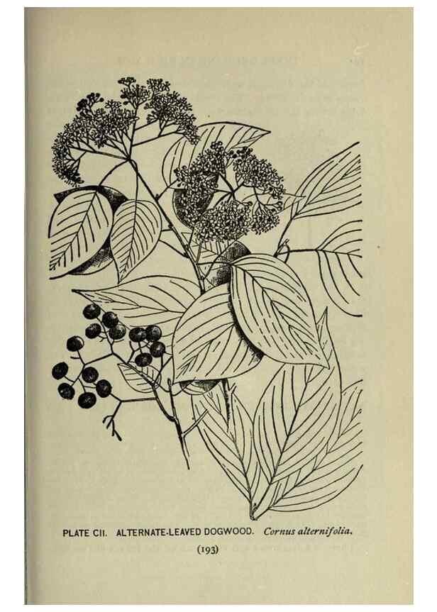 Reproducción/Reproduction 8435954114: A guide to the trees;. New YorkF.A. Stokes[c1900]