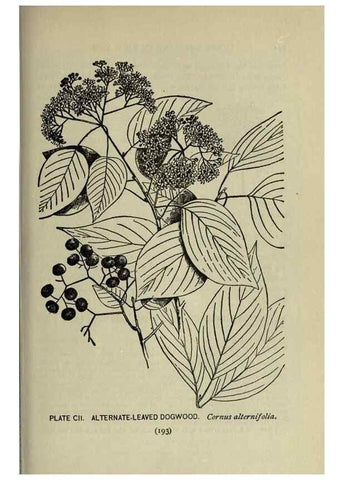Reproducción/Reproduction 8435954114: A guide to the trees;. New YorkF.A. Stokes[c1900]