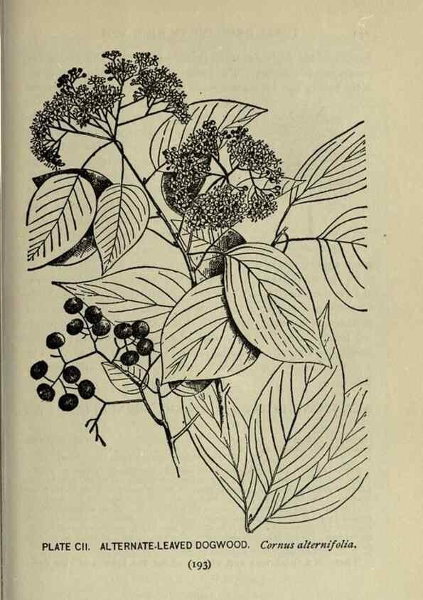 Reproducción/Reproduction 8435954114: A guide to the trees;. New YorkF.A. Stokes[c1900]