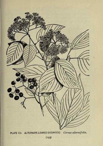 Reproducción/Reproduction 8435954114: A guide to the trees;. New YorkF.A. Stokes[c1900]