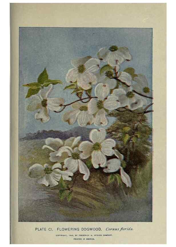 Reproducción/Reproduction 8435953718: A guide to the trees;. New YorkF.A. Stokes[c1900]