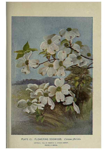 Reproducción/Reproduction 8435953718: A guide to the trees;. New YorkF.A. Stokes[c1900]