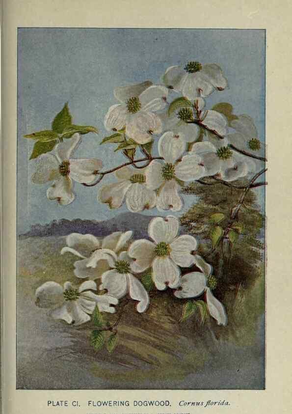 Reproducción/Reproduction 8435953718: A guide to the trees;. New YorkF.A. Stokes[c1900]