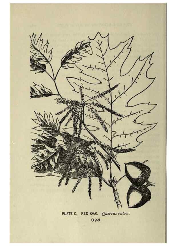 Reproducción/Reproduction 8435953280: A guide to the trees;. New YorkF.A. Stokes[c1900]