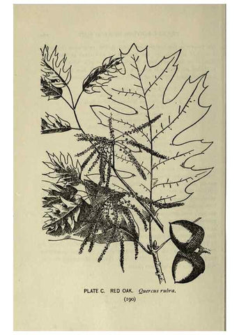 Reproducción/Reproduction 8435953280: A guide to the trees;. New YorkF.A. Stokes[c1900]