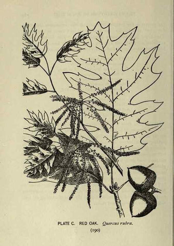 Reproducción/Reproduction 8435953280: A guide to the trees;. New YorkF.A. Stokes[c1900]