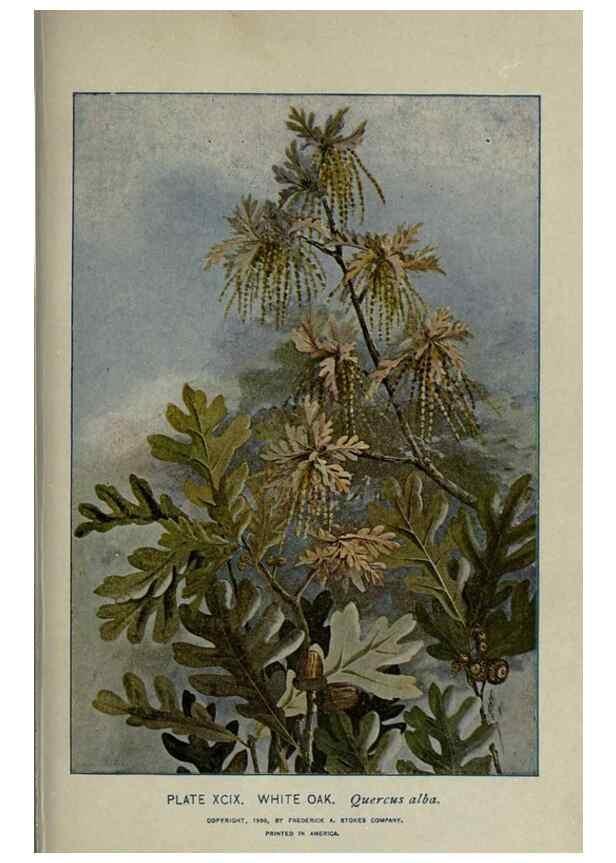 Reproducción/Reproduction 8435952790: A guide to the trees;. New YorkF.A. Stokes[c1900]