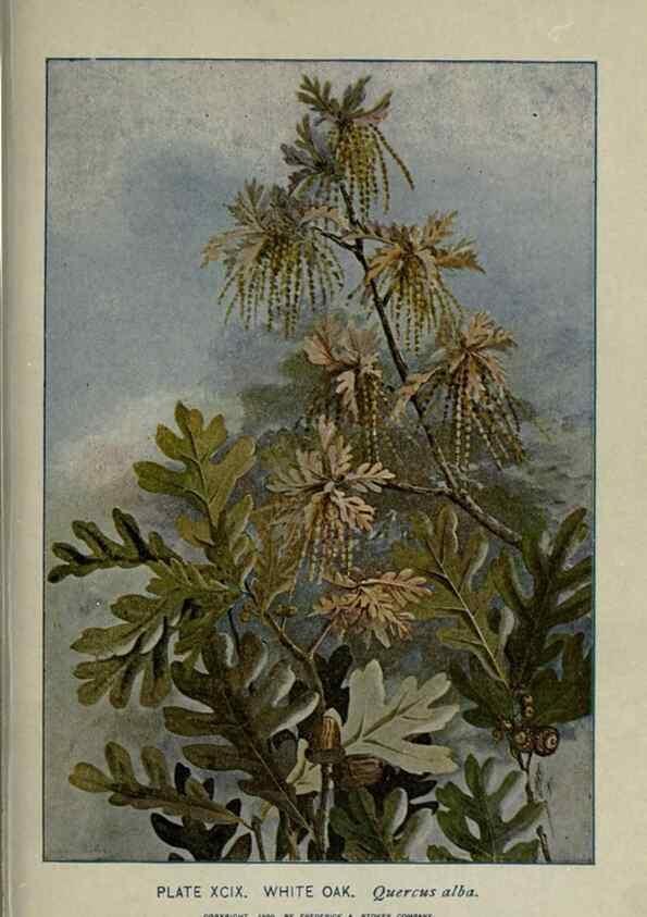 Reproducción/Reproduction 8435952790: A guide to the trees;. New YorkF.A. Stokes[c1900]