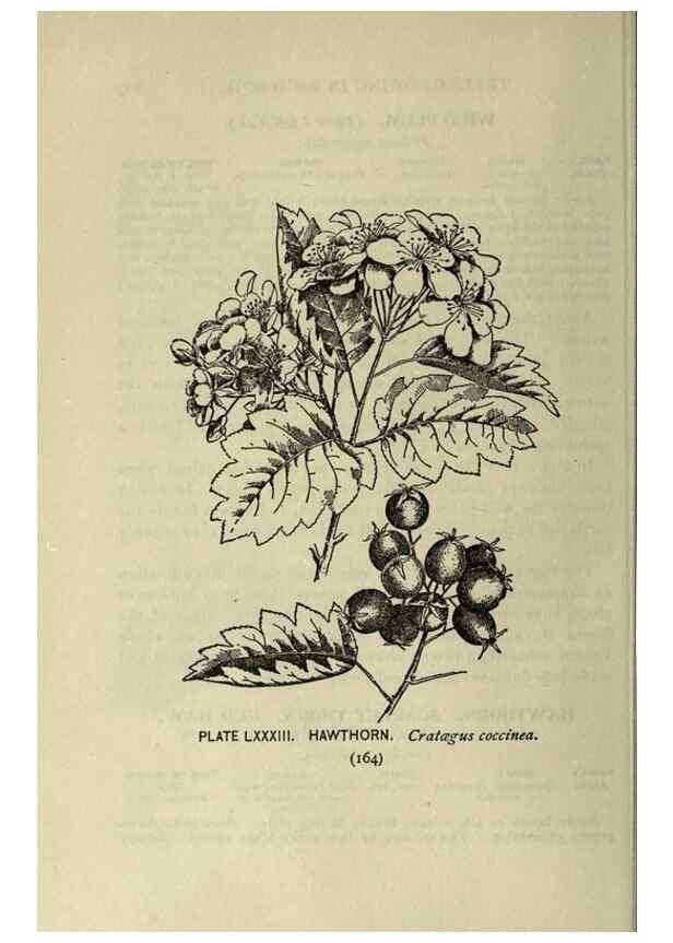 Reproducción/Reproduction 8434860499: A guide to the trees;. New YorkF.A. Stokes[c1900]