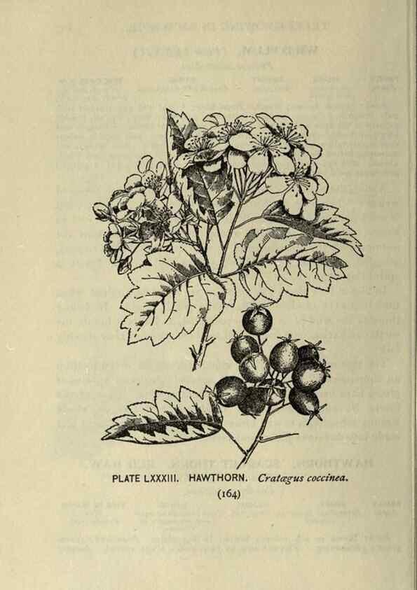 Reproducción/Reproduction 8434860499: A guide to the trees;. New YorkF.A. Stokes[c1900]