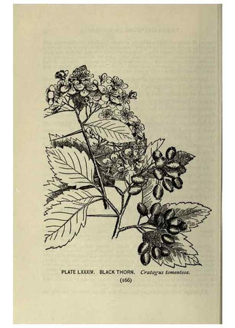 Reproducción/Reproduction 8435945182: A guide to the trees;. New YorkF.A. Stokes[c1900]