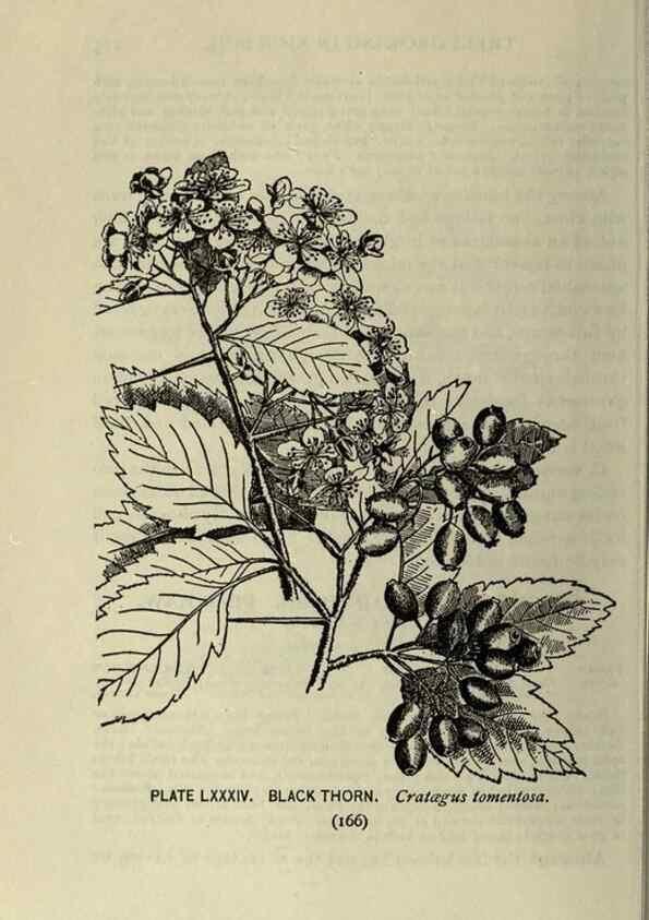 Reproducción/Reproduction 8435945182: A guide to the trees;. New YorkF.A. Stokes[c1900]